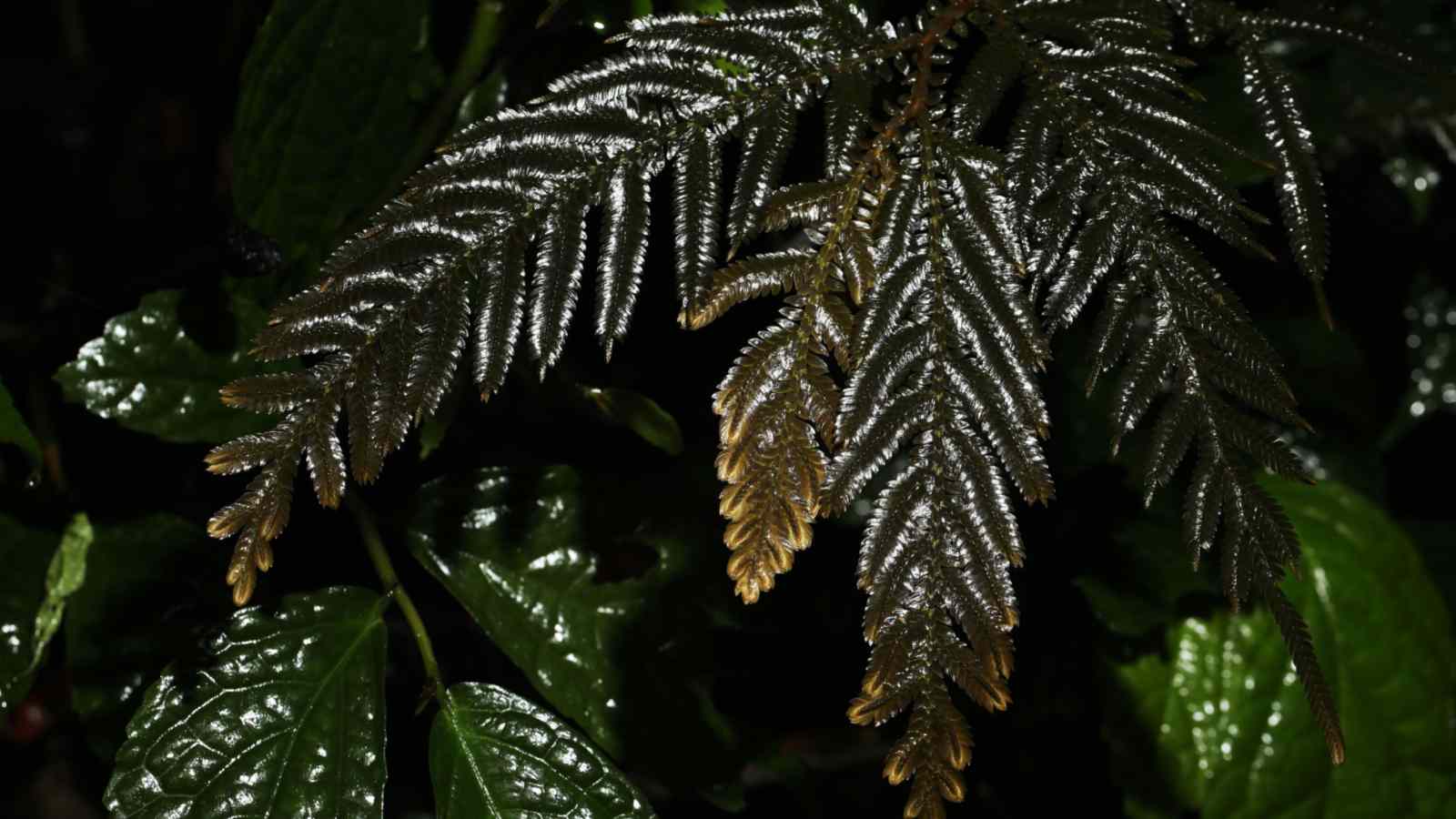 Moss Fern (Selaginella) moist in the forest
