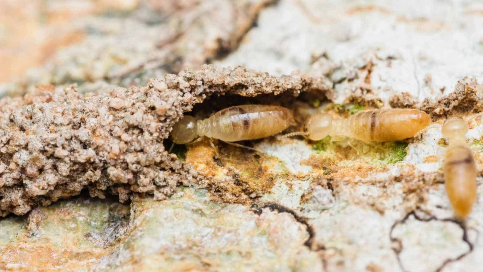 Worker termites walking in mud tube