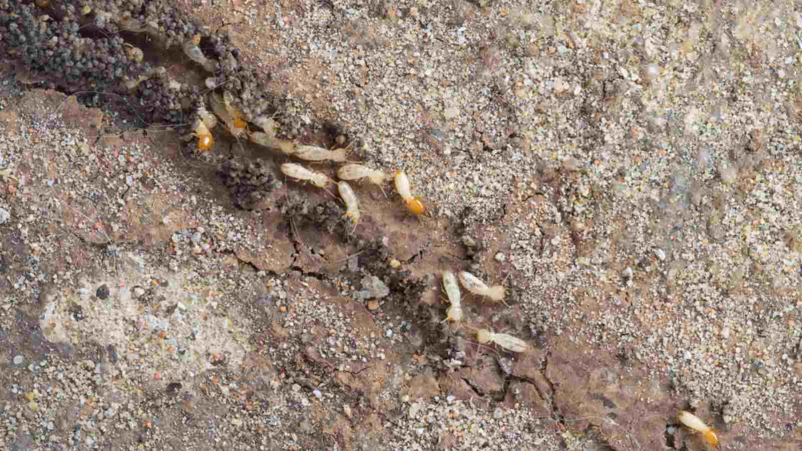 Subterranean Termites making a mud tunnel