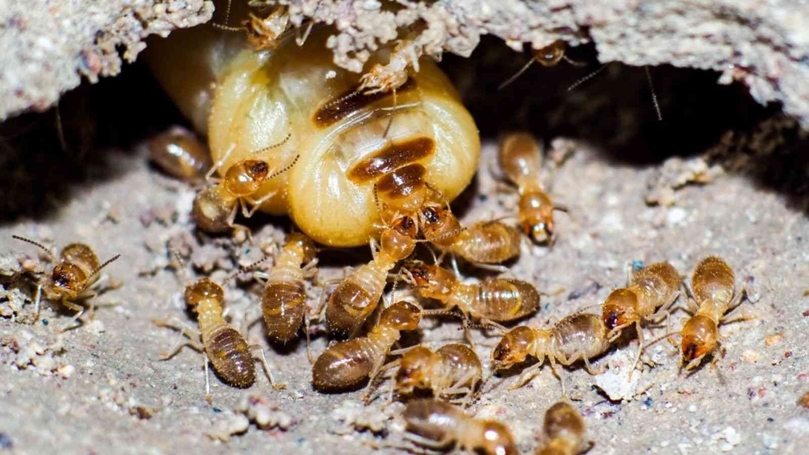 Queen termite on a nest