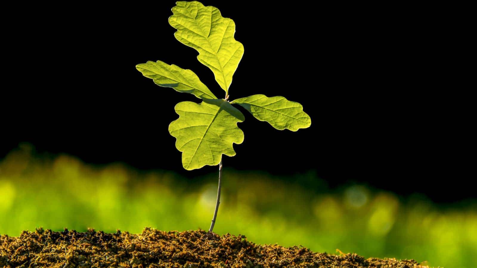 Oak tree seedling planted in soil
