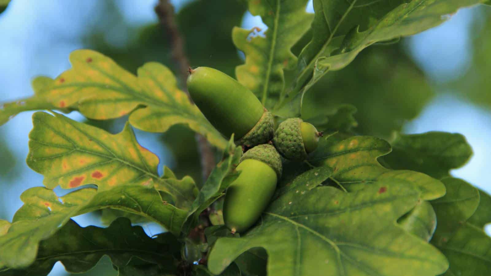 Acorns of oak tree