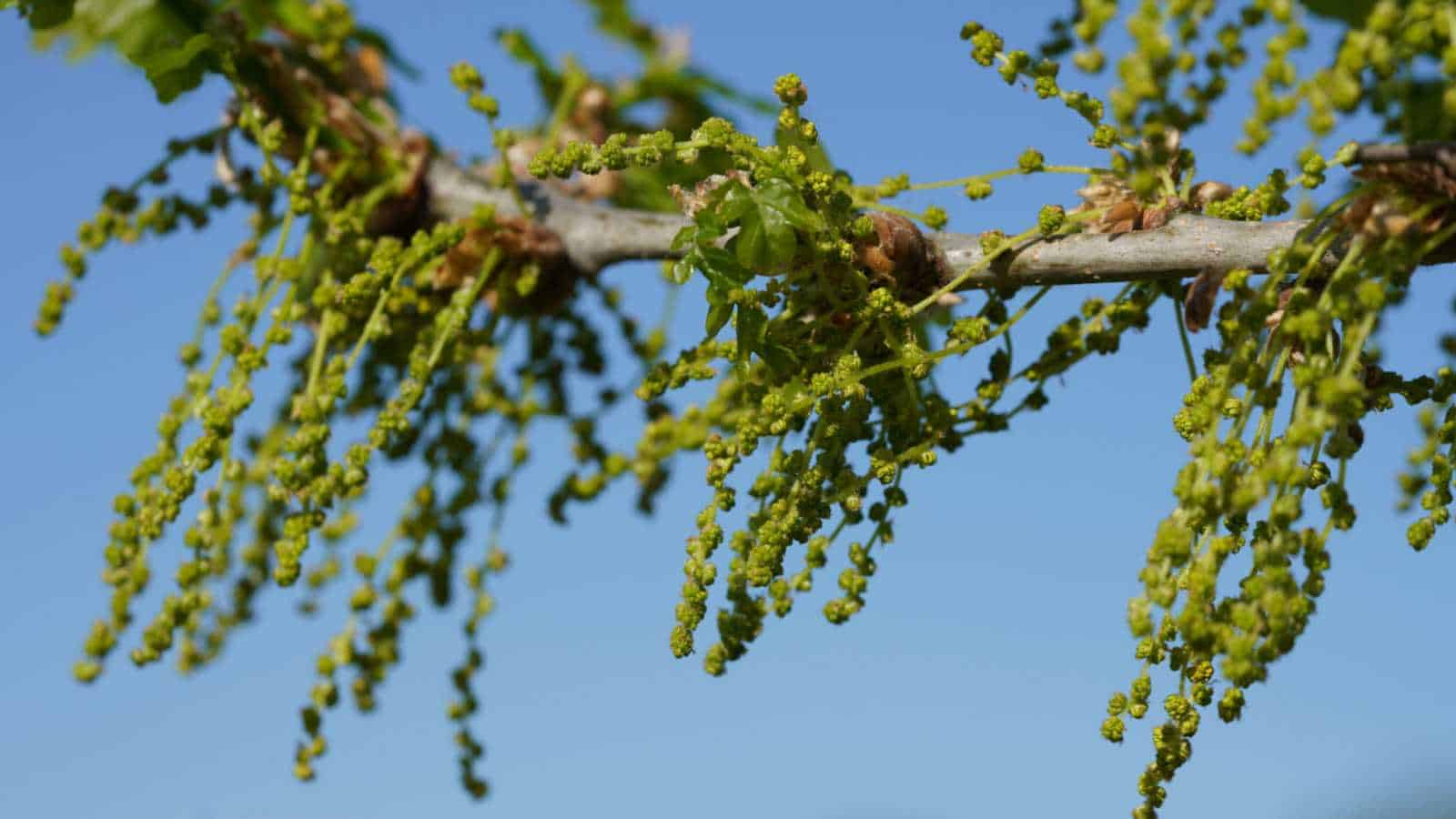 Flowers of oak tree