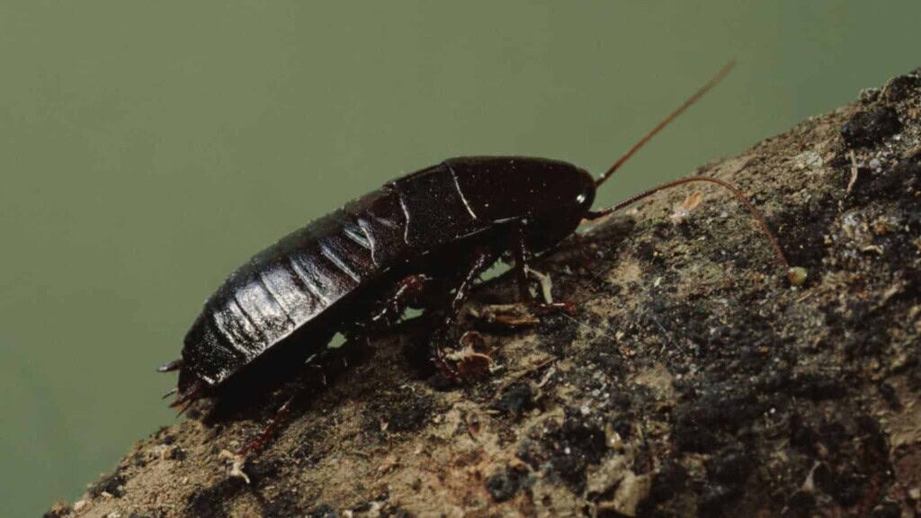 Closeup shot of oriental cockroach