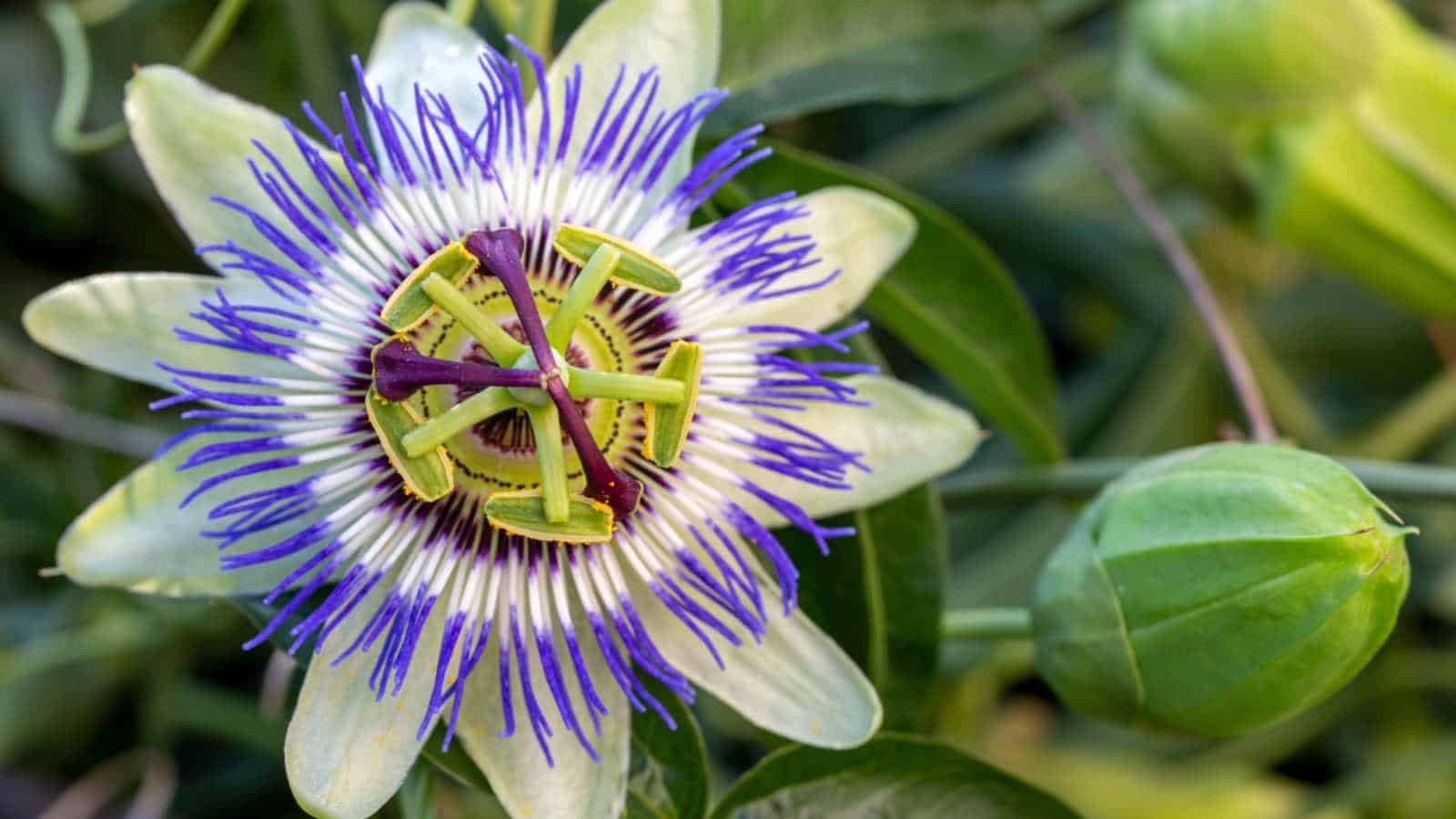 Passion Flower (Passiflora) with purple and white shades