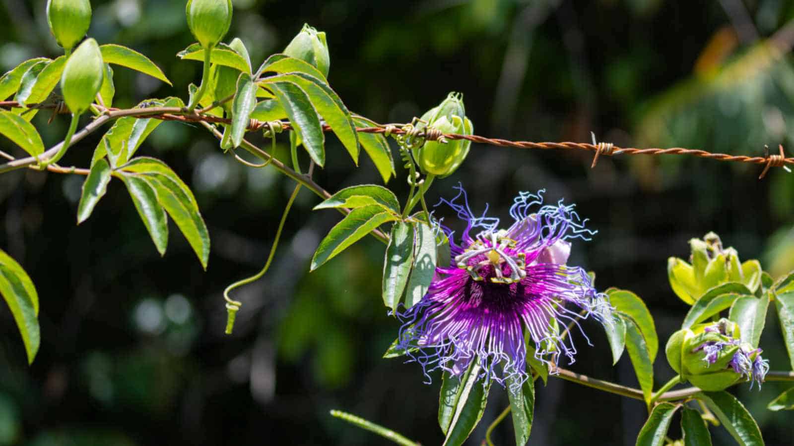 Passionflower Vine (Passiflora sp)