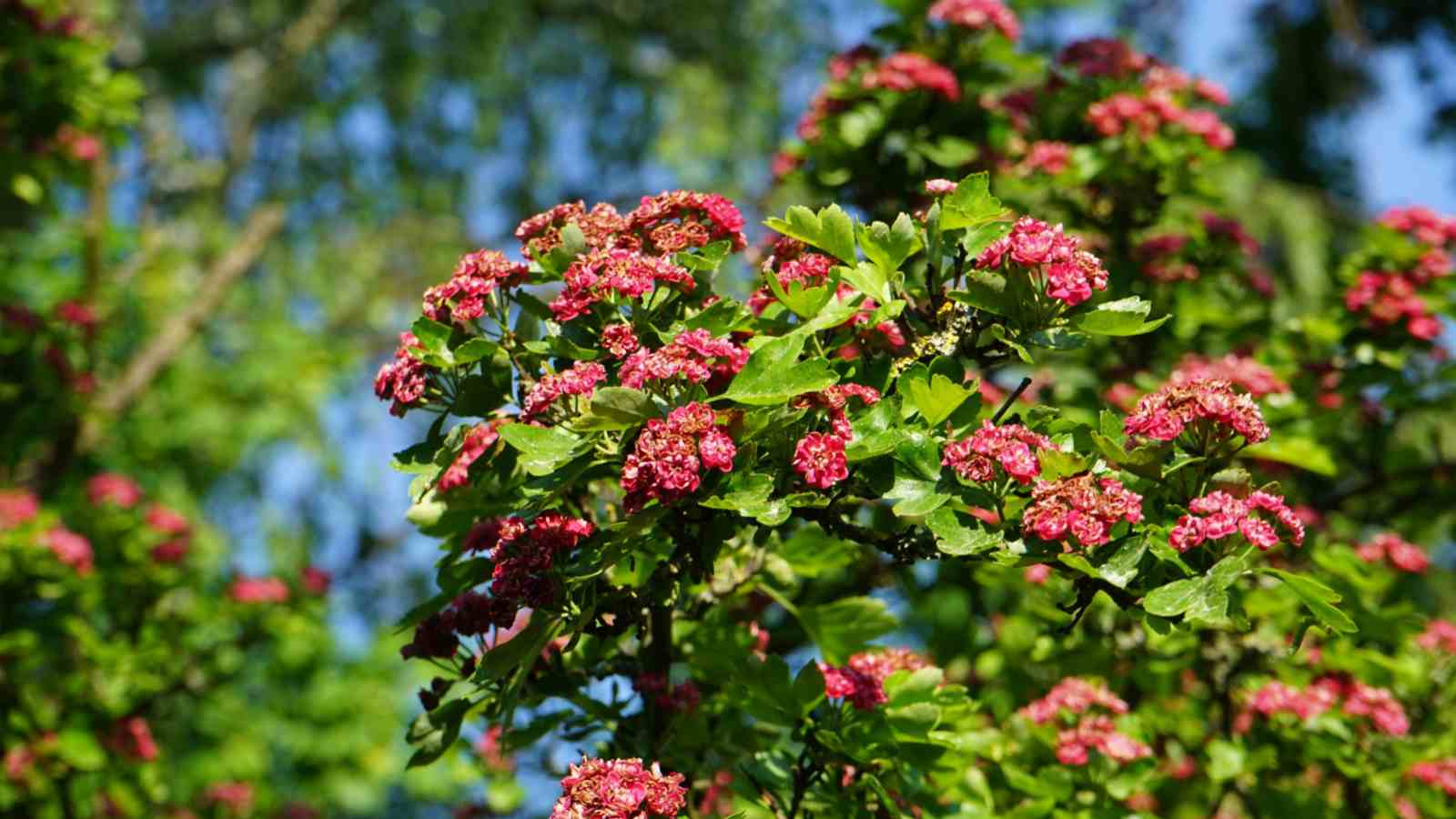 Pink flowers of Paul's Scarlet Hawthorn (Crataegus laevigata 'Paul's Scarlet')