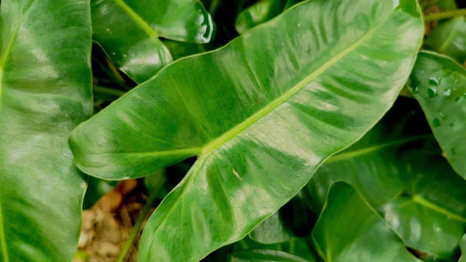 Philodendron (Philodendron) green leaves