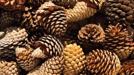 Pine cones on a table