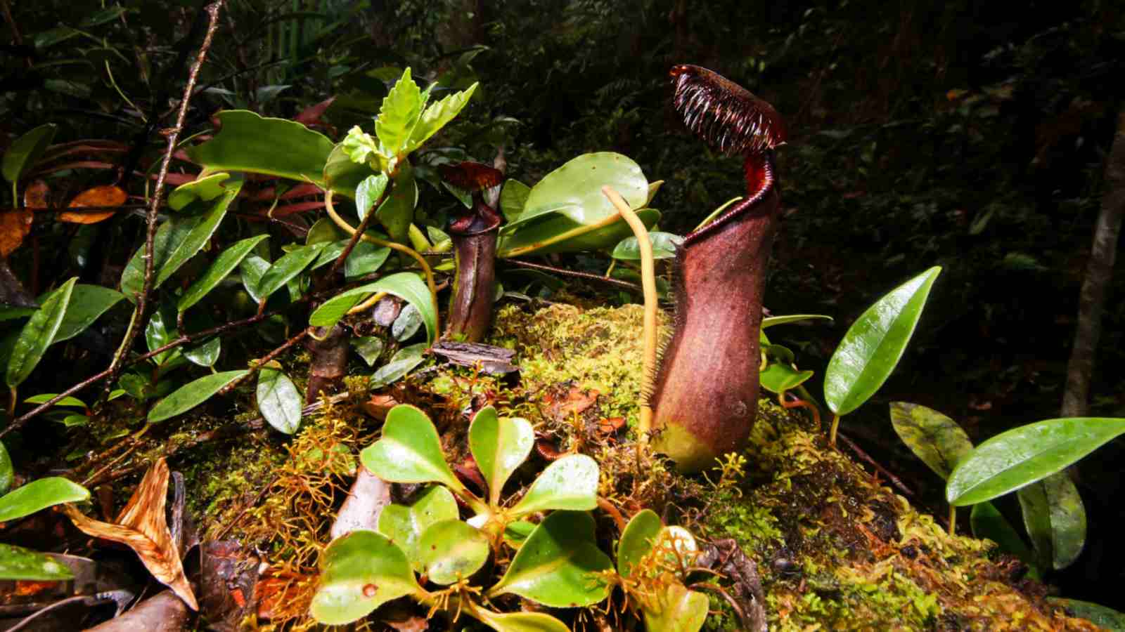 Pitcher Plant (Nepenthes) in a rainforest