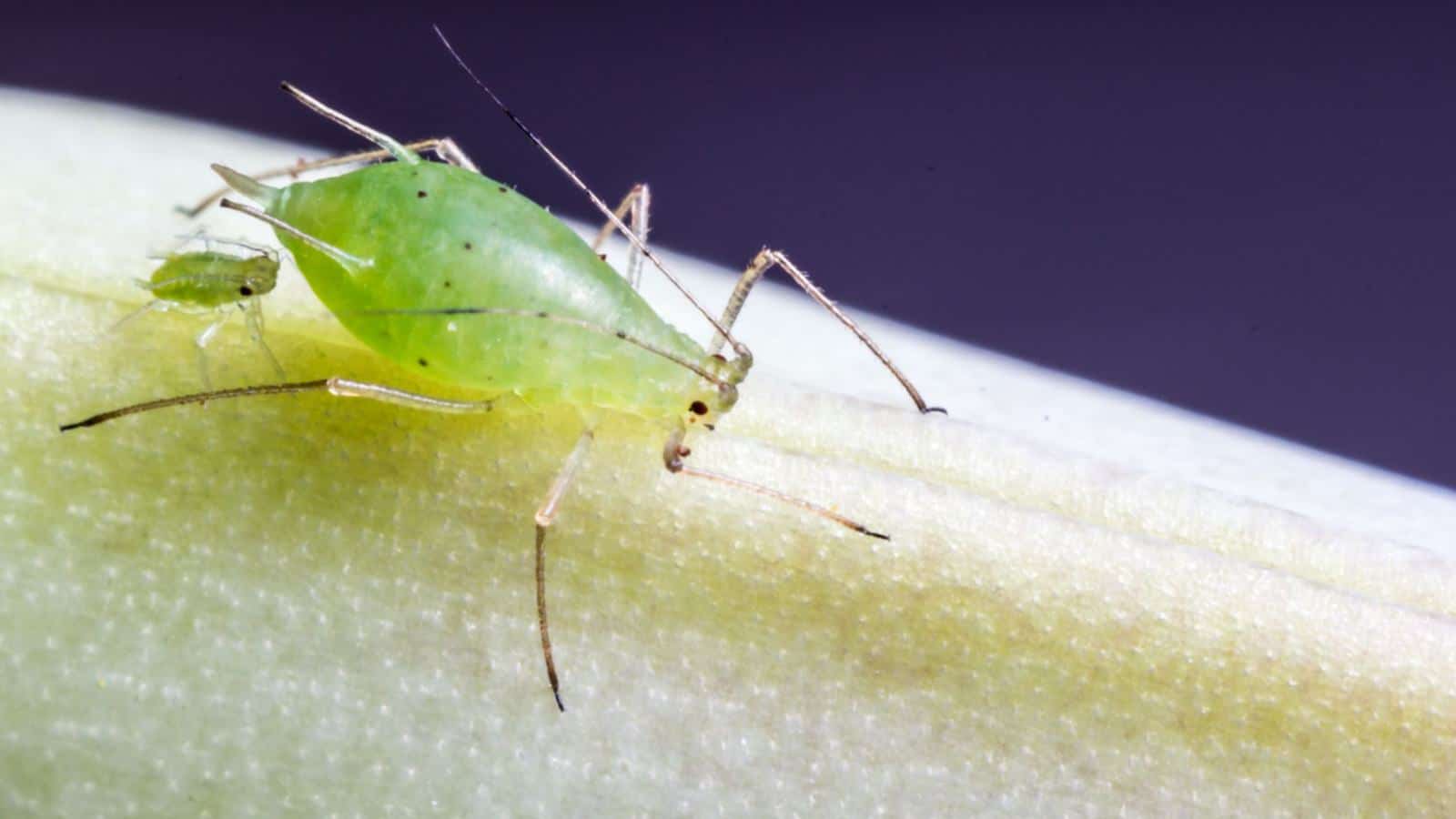 Aphids on a plant