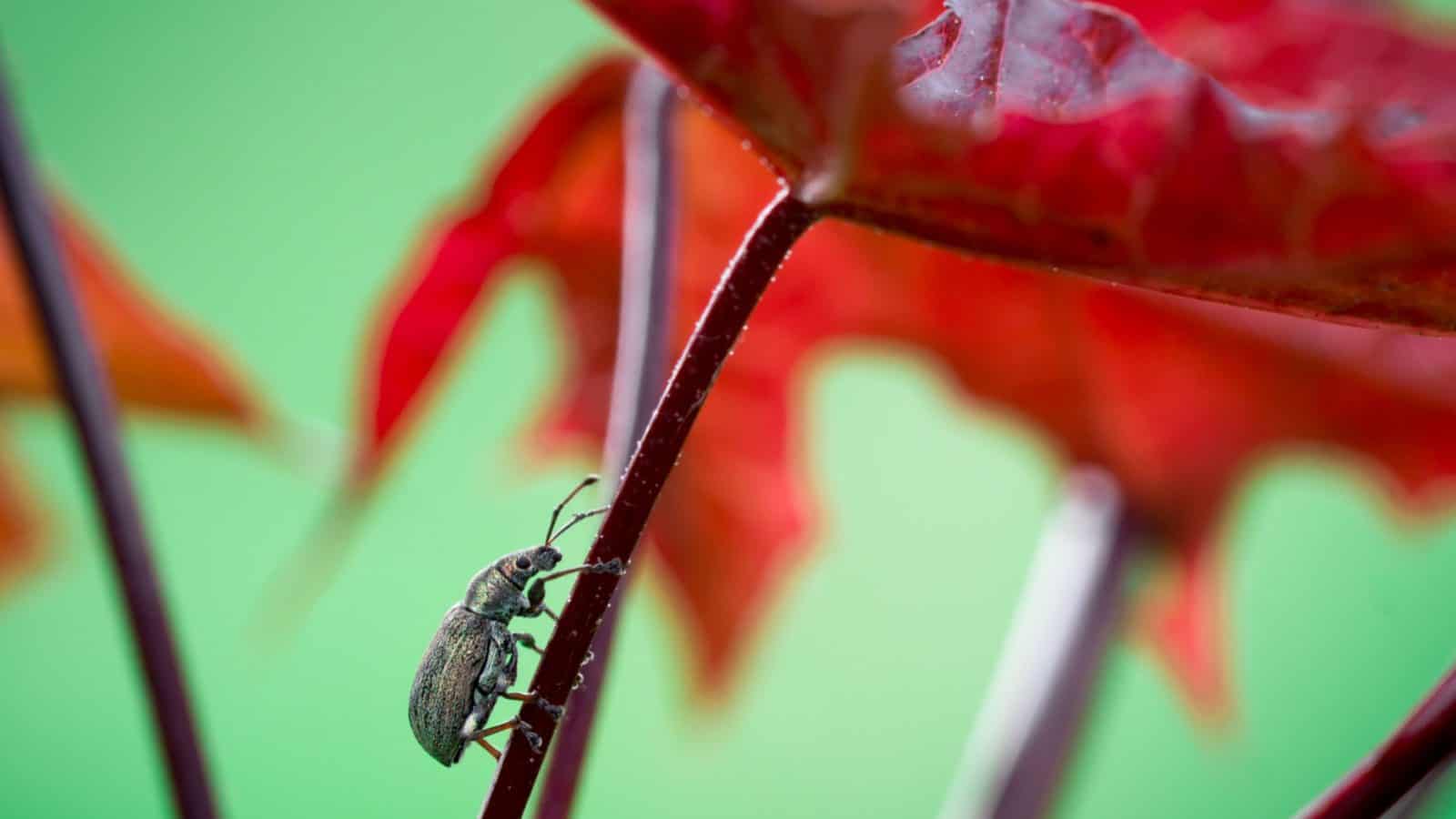Weevil climbing on a plant