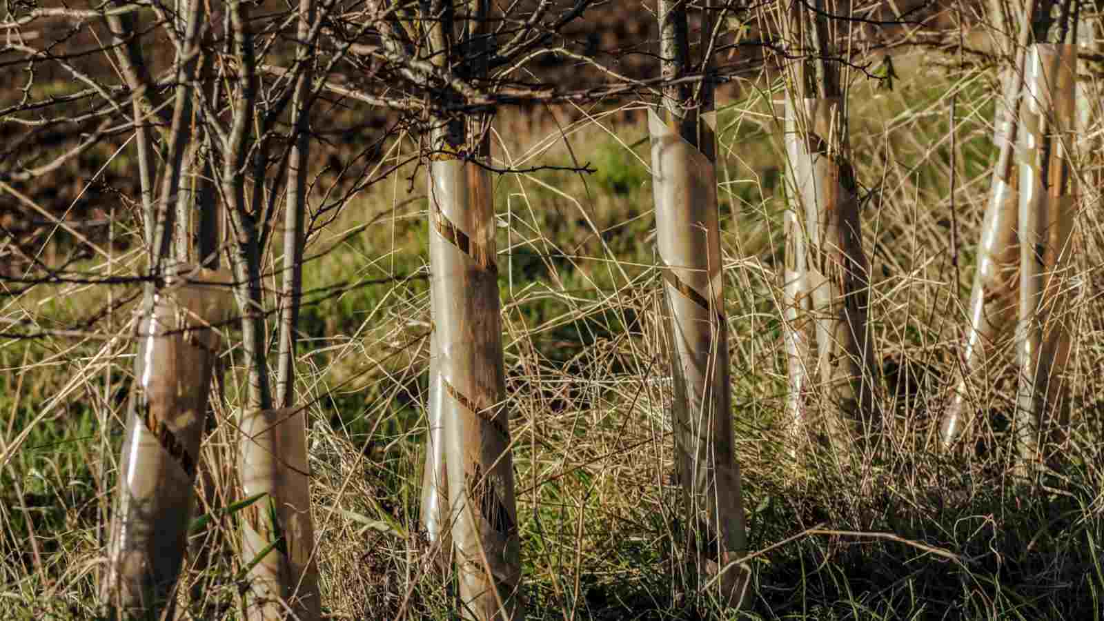 Hawthorn trees in plastic tubes