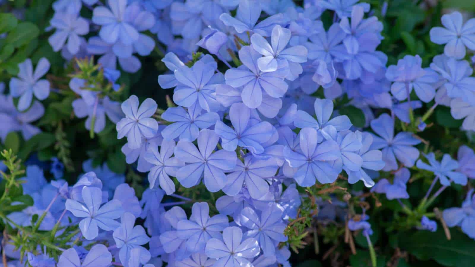 Blue Potato Vine (Lycianthes rantonnetii)