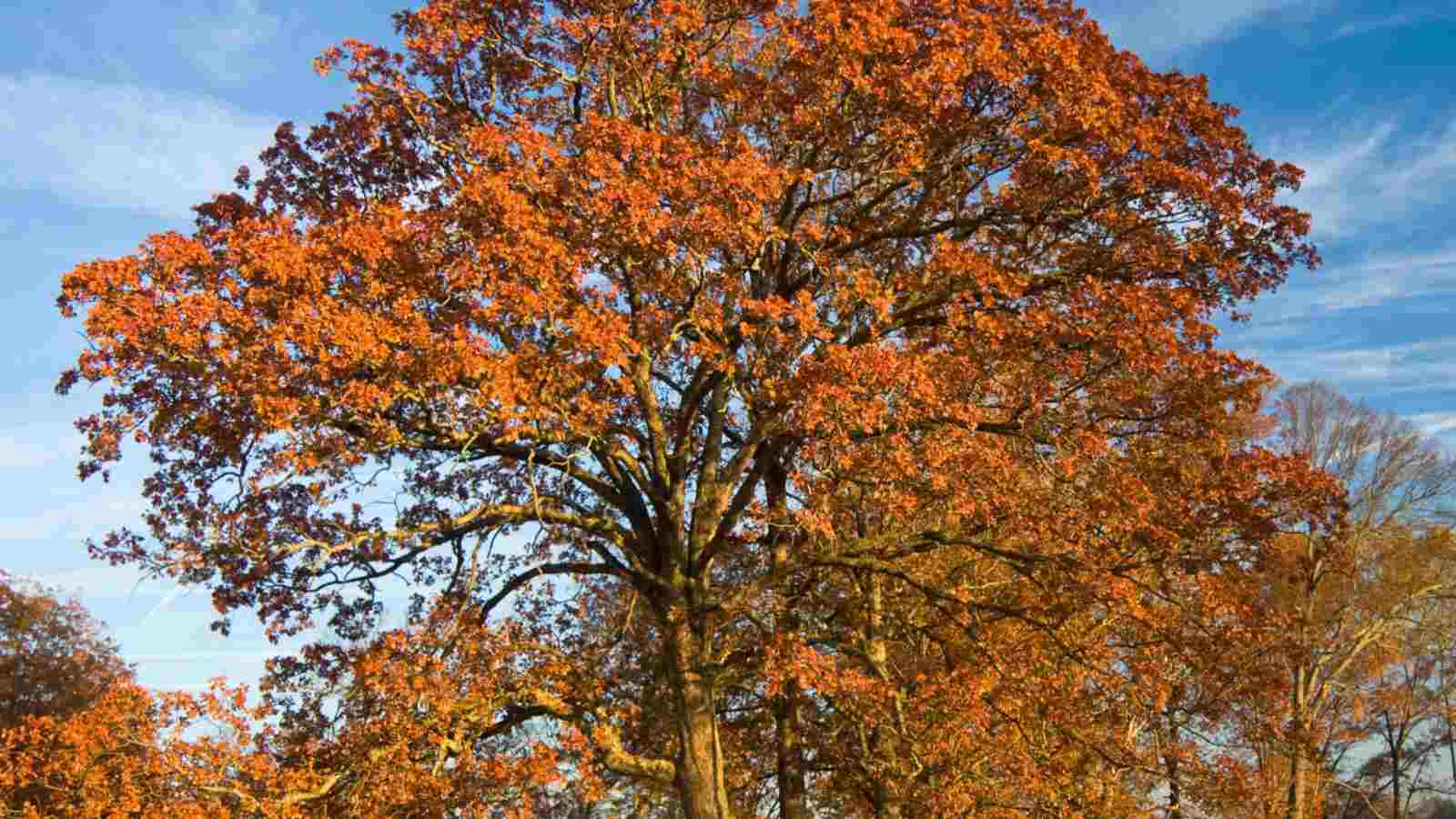 Post Oak with orange foliage in a field
