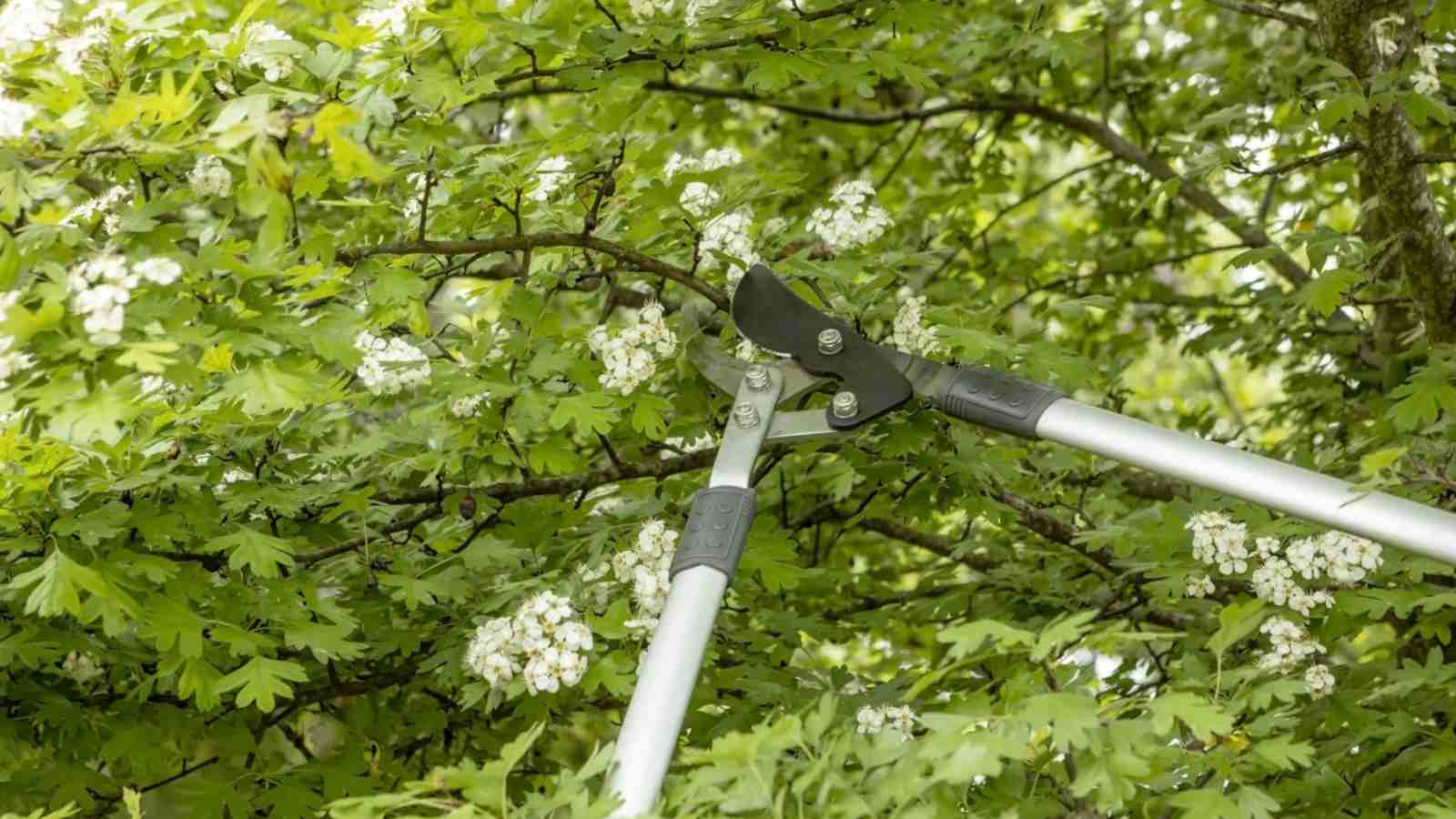 Pruning hawthorn branches with a large pruner