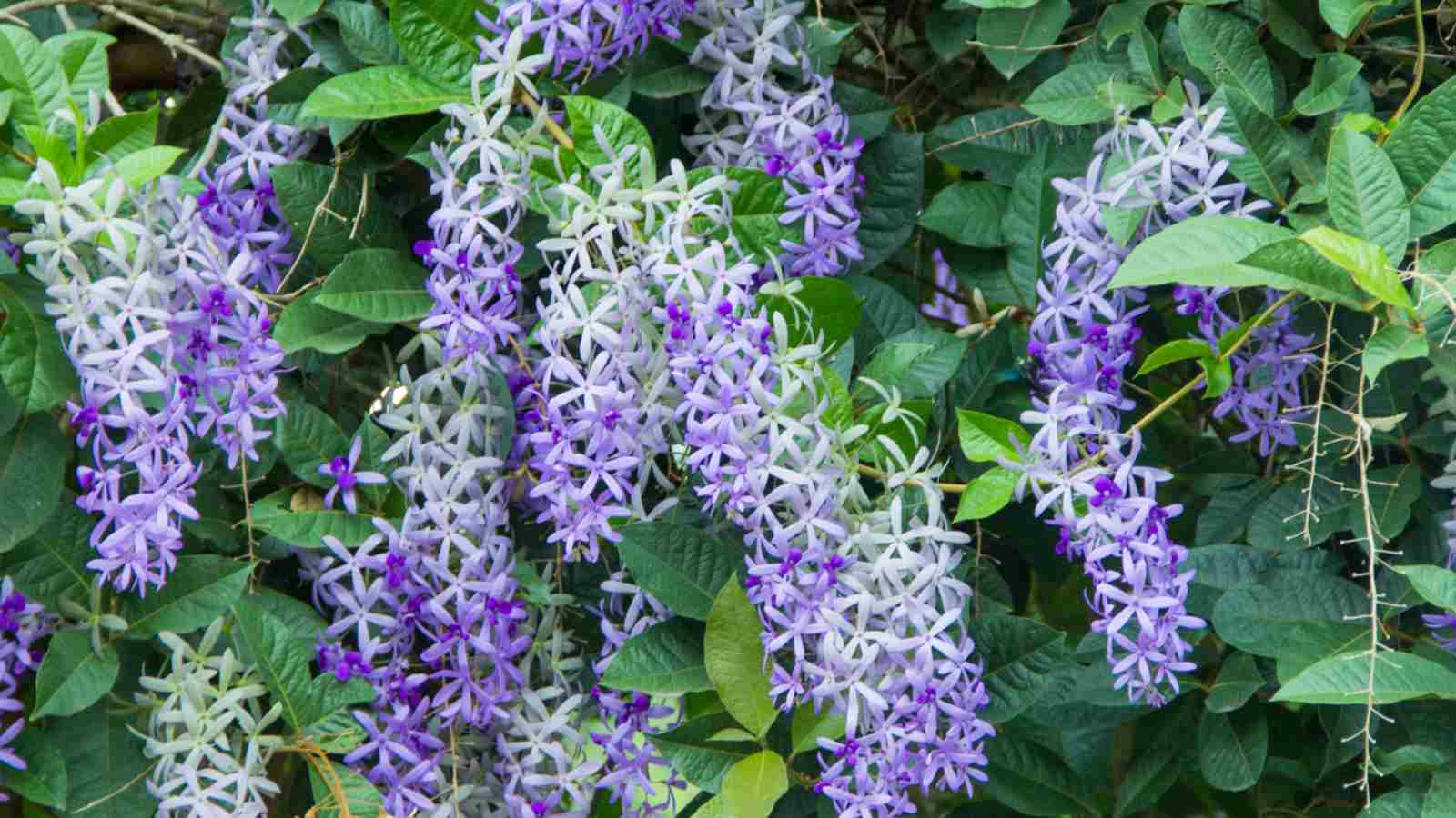 Queen's Wreath (Petrea volubilis)ย