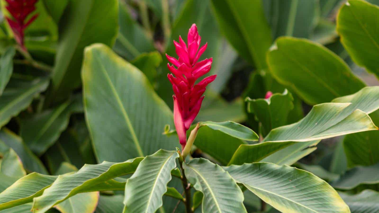 Red Ginger (Alpinia purpurata) red flower and green leaves