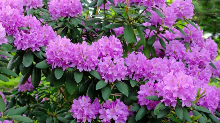 32 Best Evergreen Shrubs to Grow for Your Landscaping