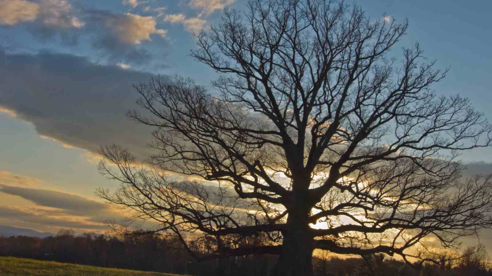 Ancient white oak tree on a road