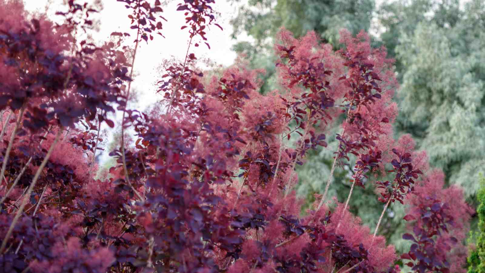 Purple foliage of Royal Purple Smoke tree