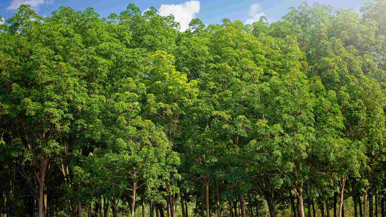 Plantation of Rubber Trees (Ficus elastica)