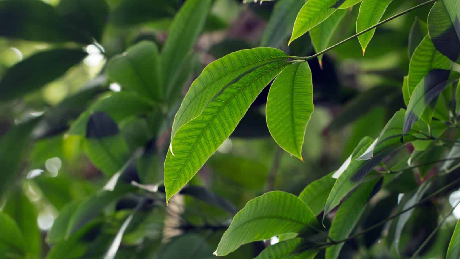 Rubber Tree (Hevea brasiliensis) leaves