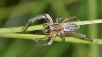 Close-up shot of a yellow sac spider on a green plant