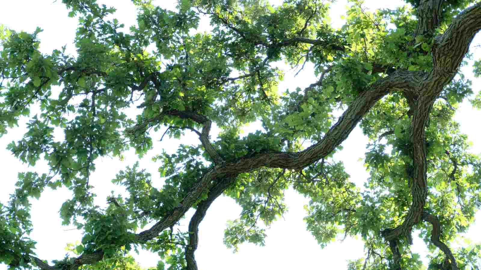 Branch of white oak trees with green leaves selective focus