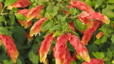 Shrimp plant with colorful flowers and green leaves