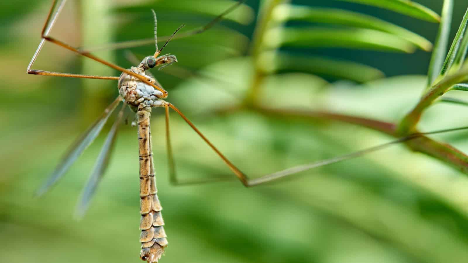 What are Mosquito Hawks or Crane Flies? Are They Dangerous?