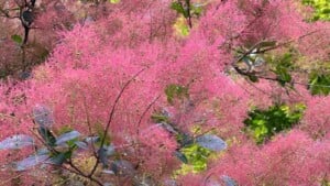 Smoke tree with pink blooms