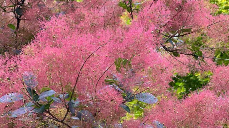Smoke tree with pink blooms