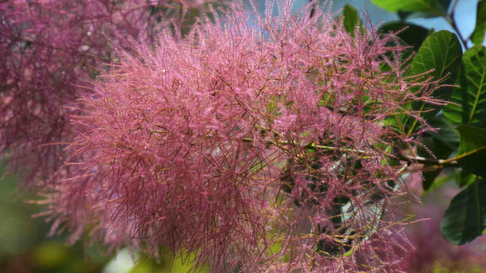 Focus shot of the branches of a smoke tree