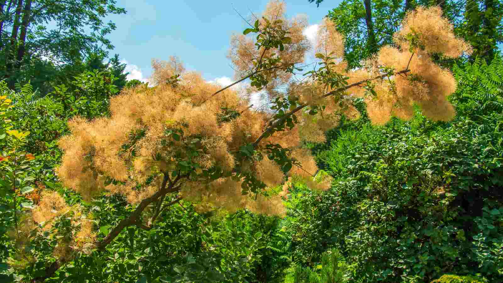 Branch of a smoke tree in the garden