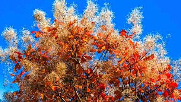 How to Grow and Care for a Smoke Tree (Complete Guide)