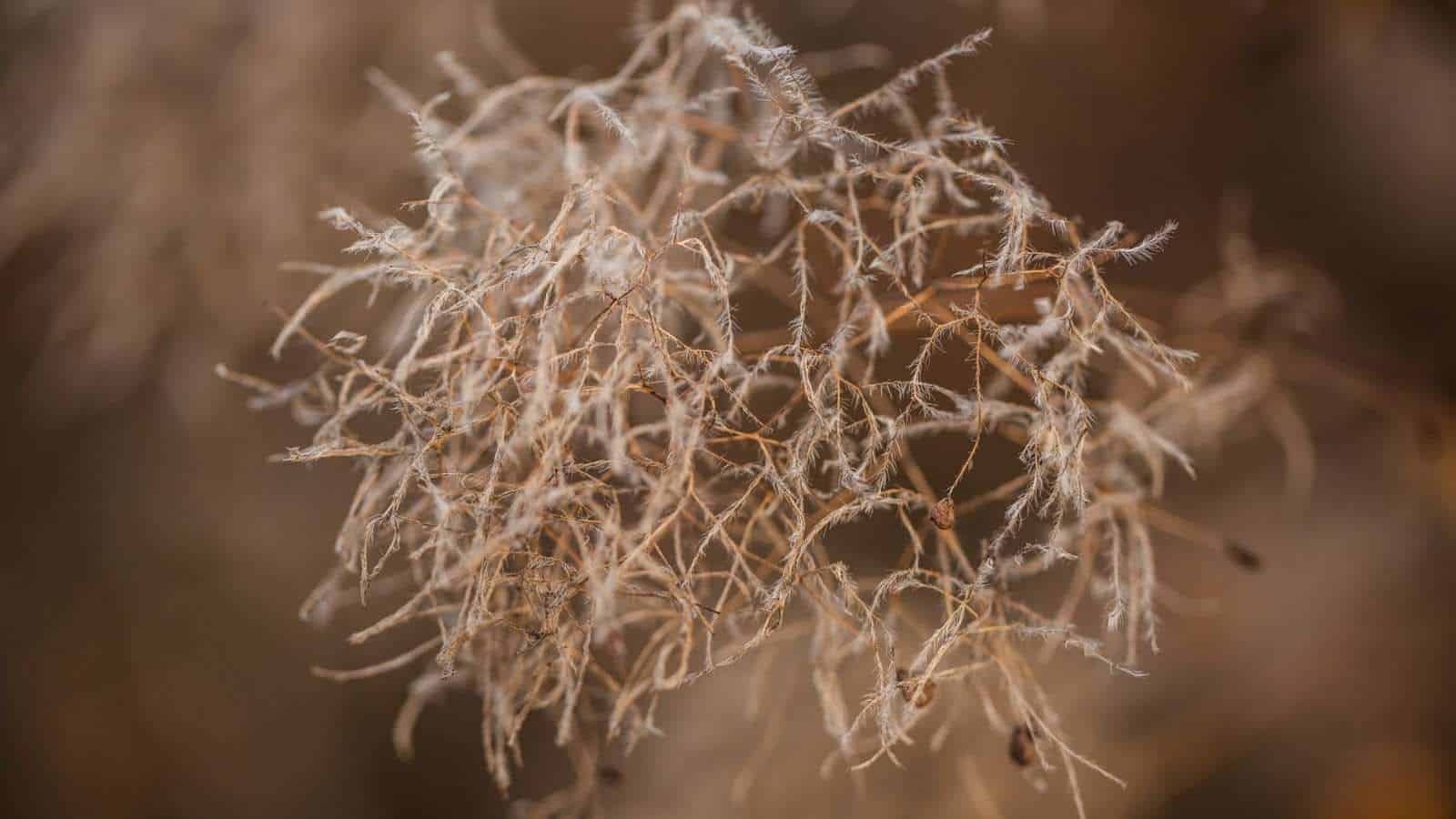Selective focus of a smoke tree branch during winter