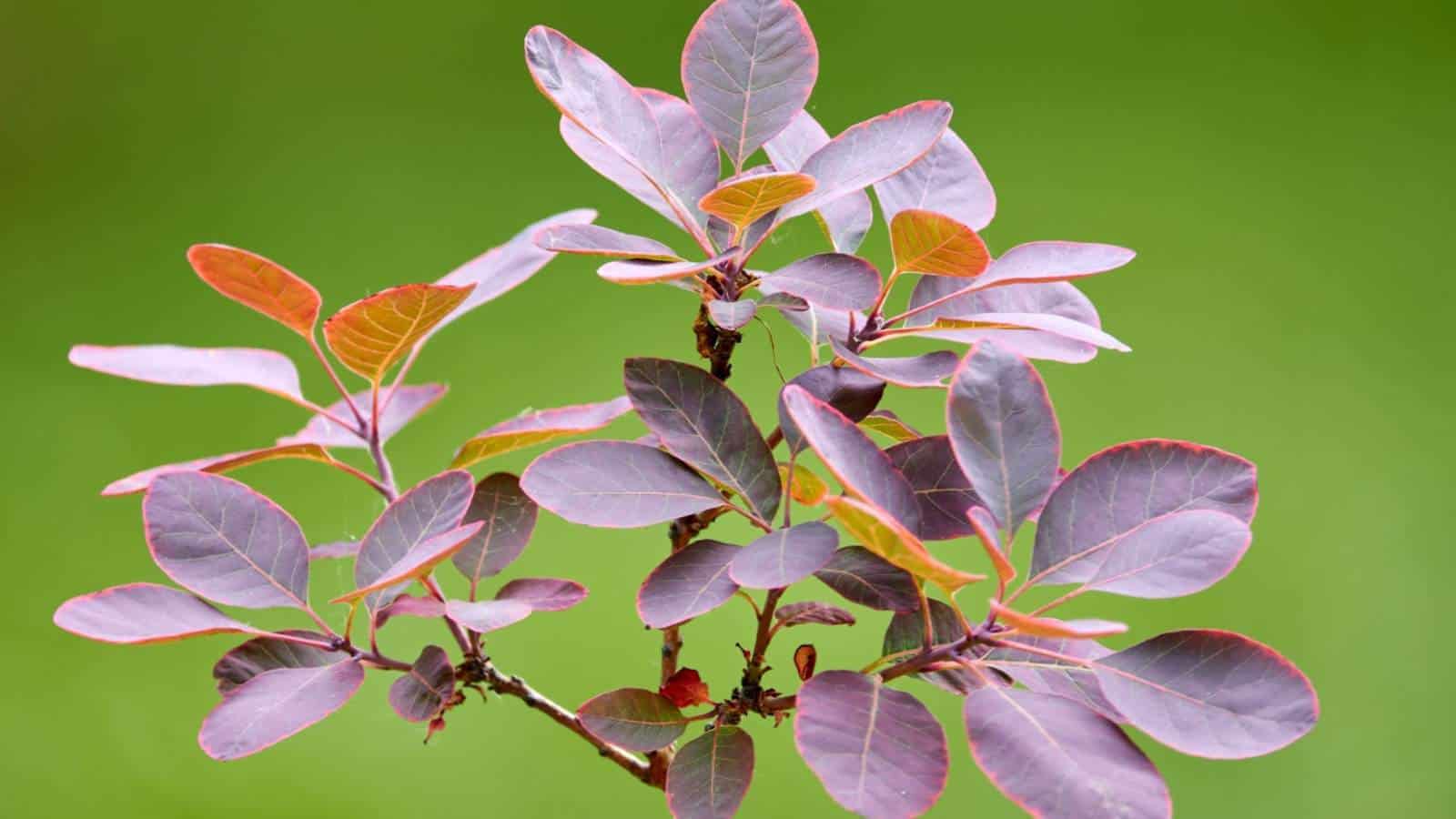 Seedling of smoke tree with a green background