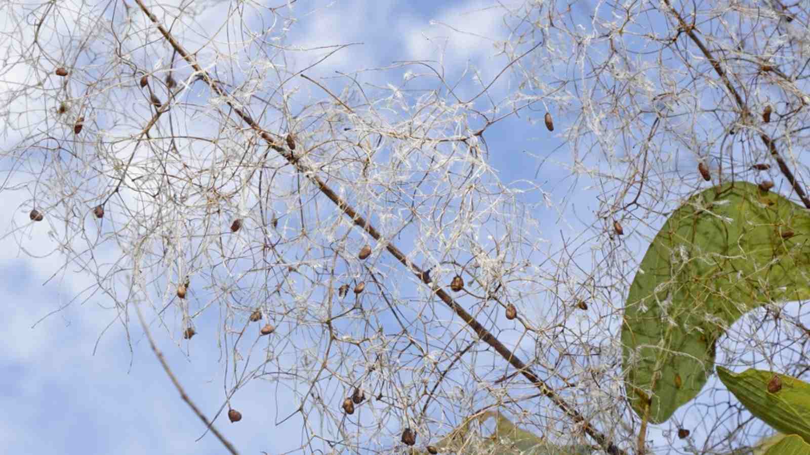 Seeds of smoke tree in its branches against the blue sky