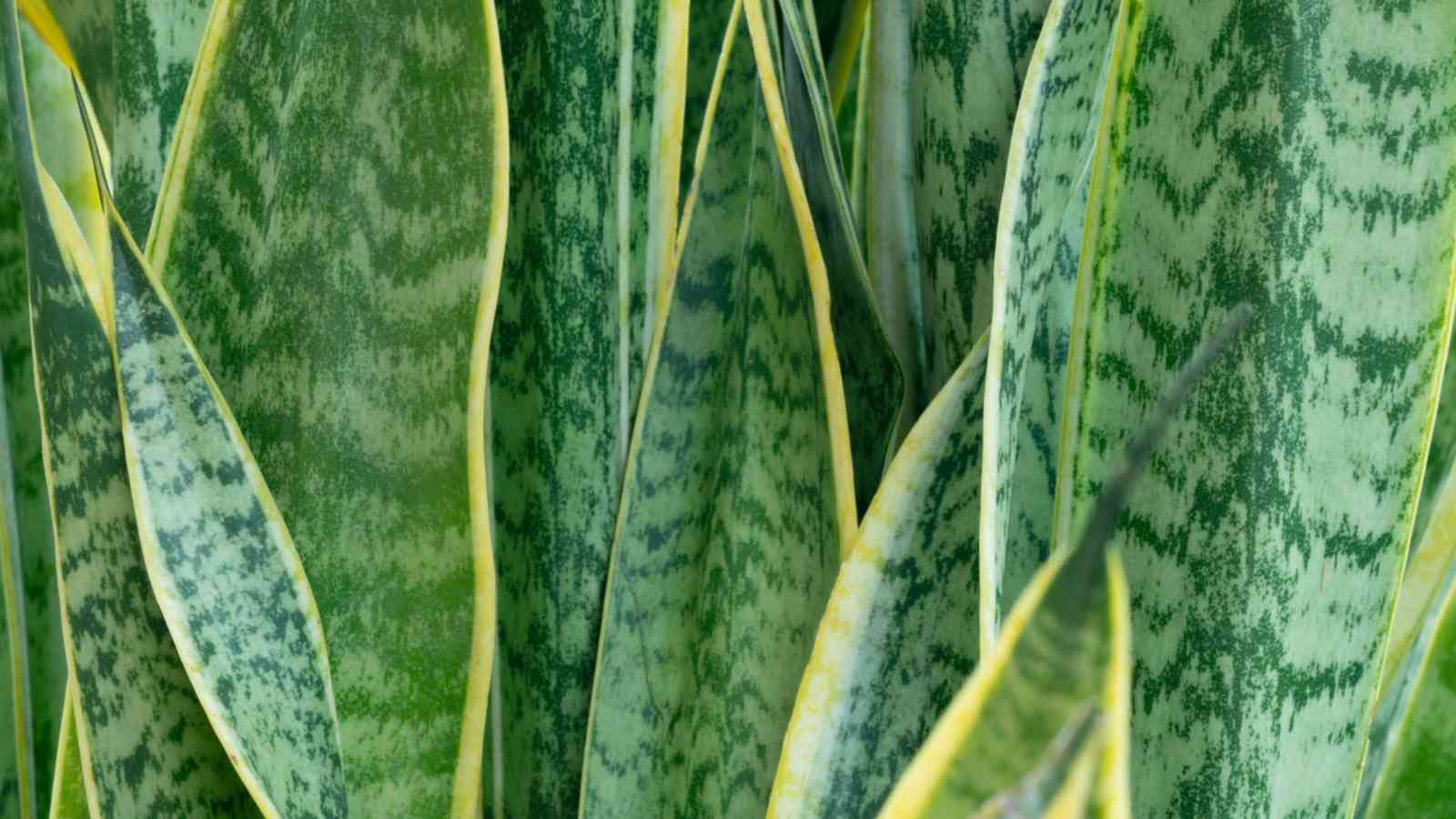 Closeup of Snake Plant (Sansevieria trifasciata) leaves
