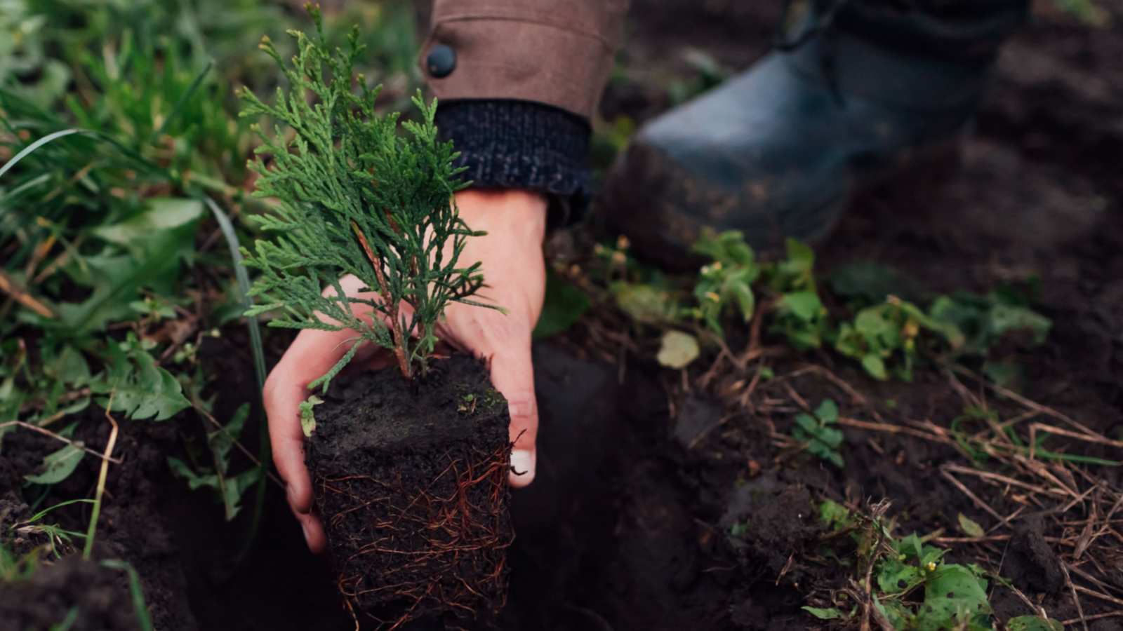 Gardener planting Thuja tree in well-draining soil