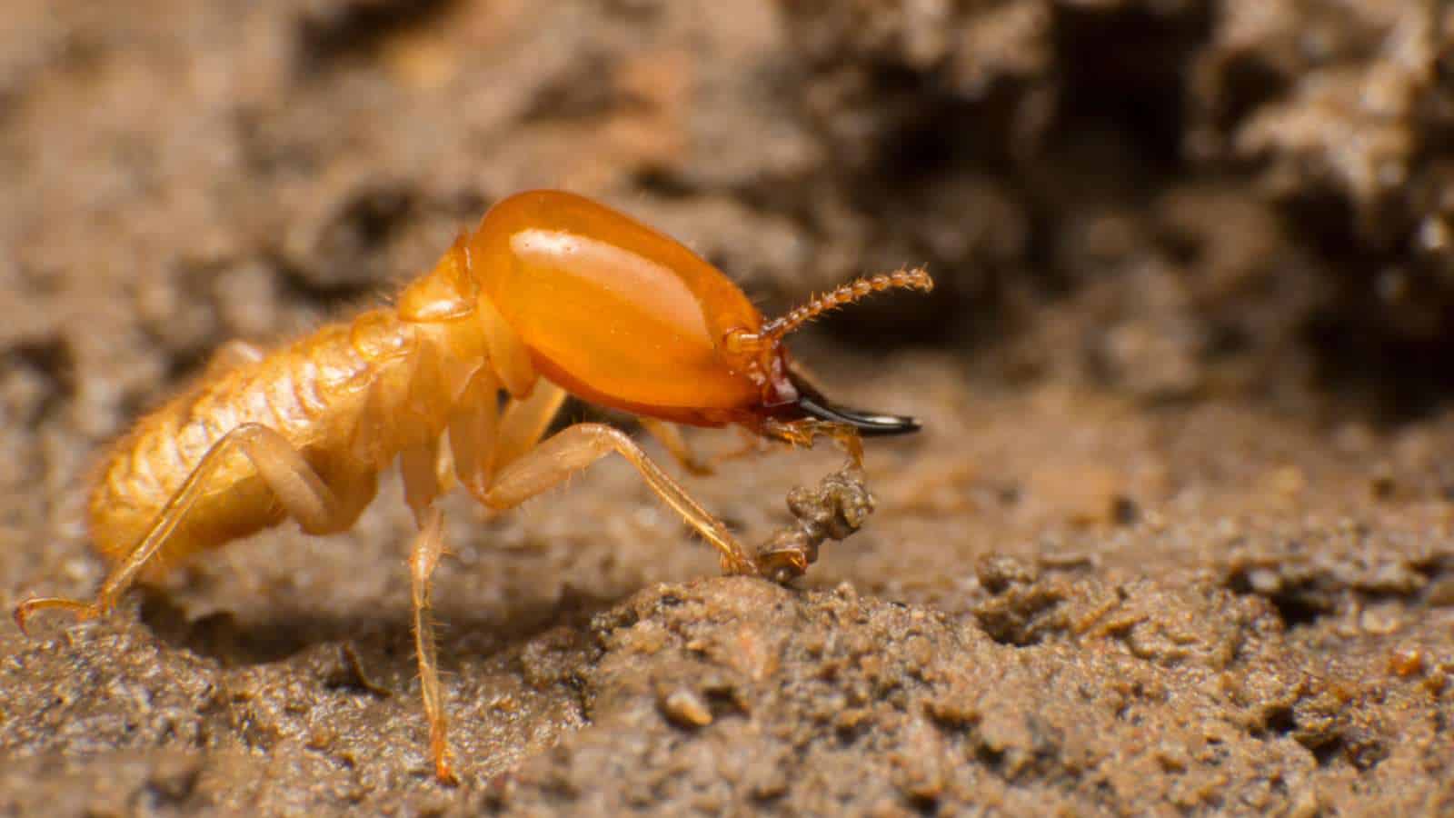 Macro of a soldier termite with large jaw