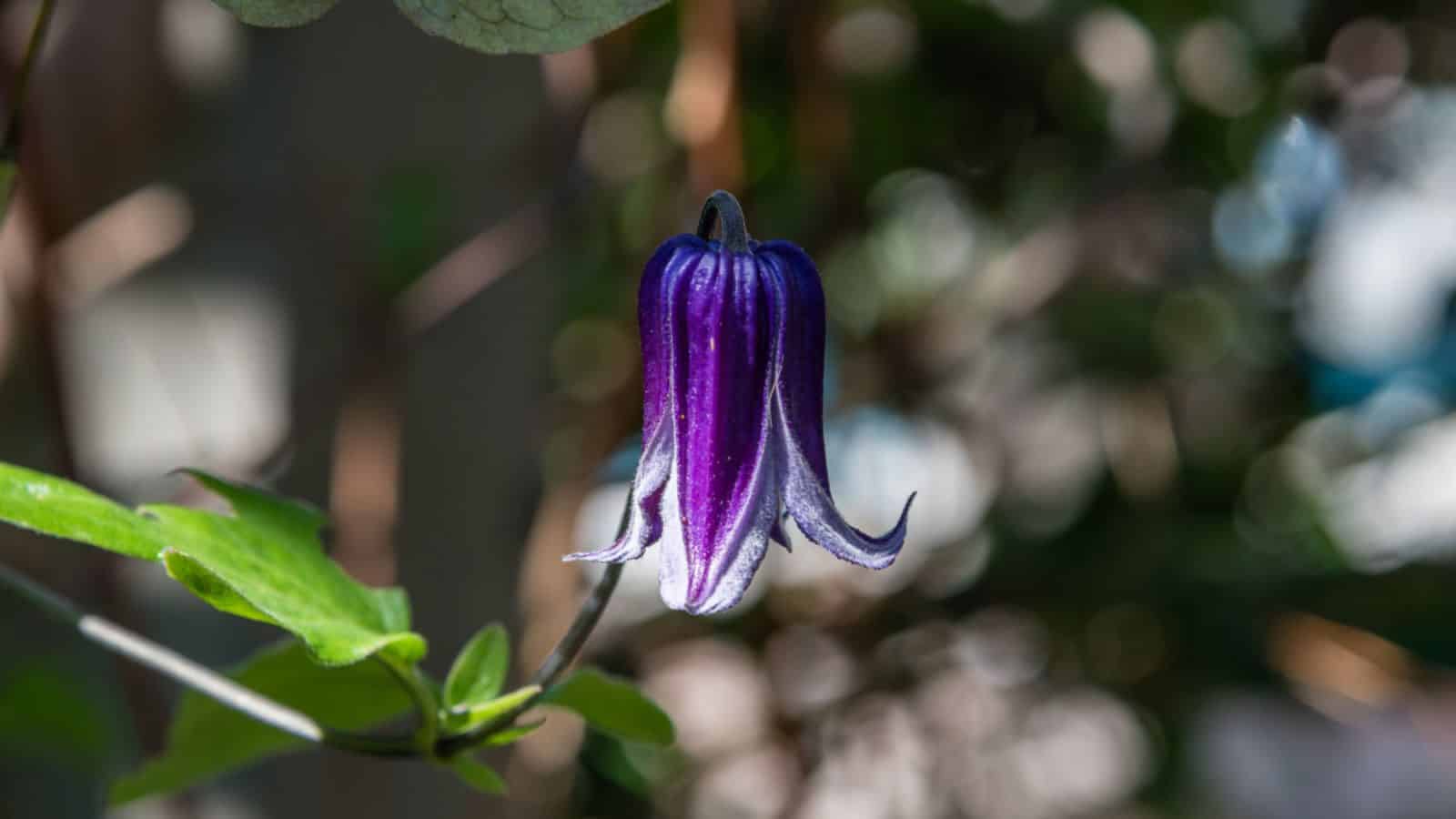 Solitary Clematis (Clematis Rooguchi)