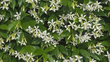 Star jasmine with white flowers and green leaves