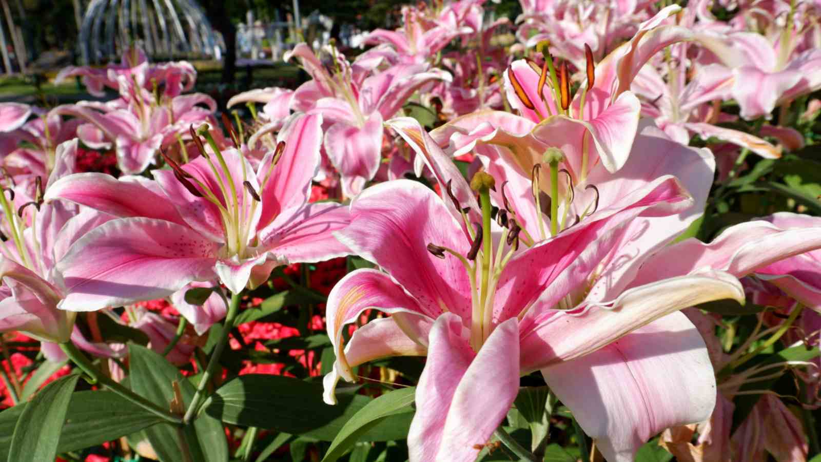 How to Grow and Care for 'Stargazer Lily' Guide)