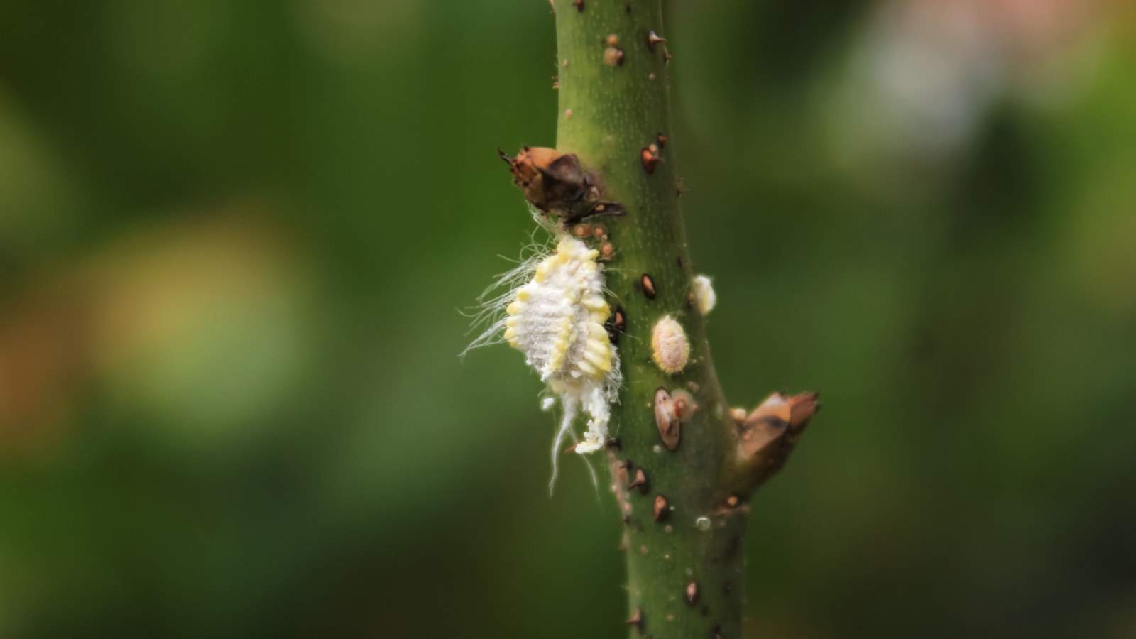 Scale insect on a green stem