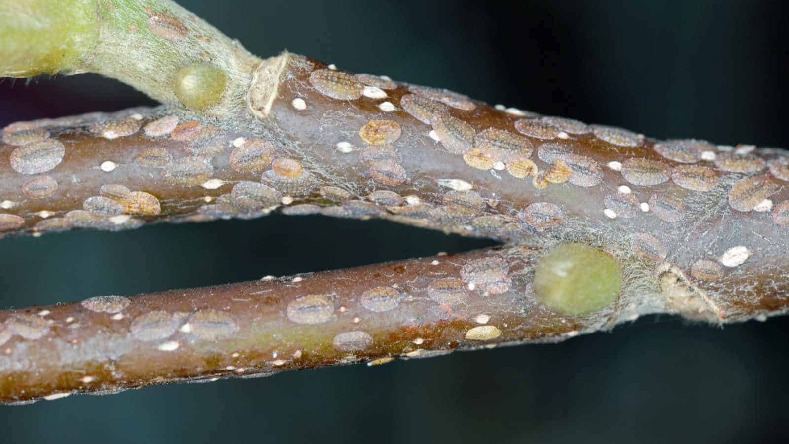Scale insects on a stem