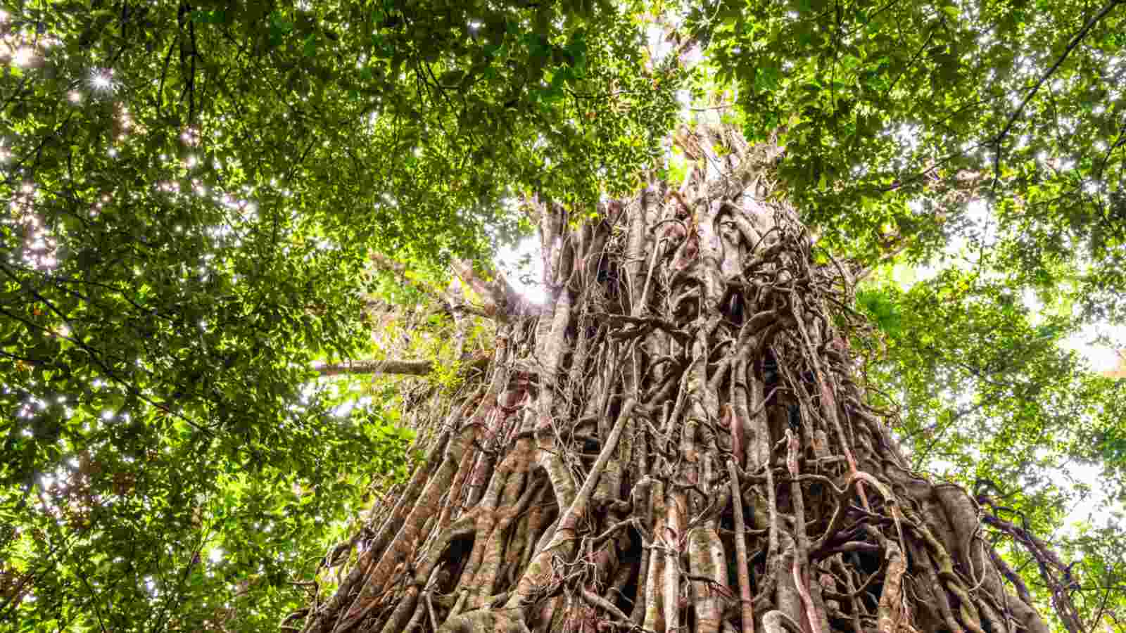 Strangler Fig tree up angle view