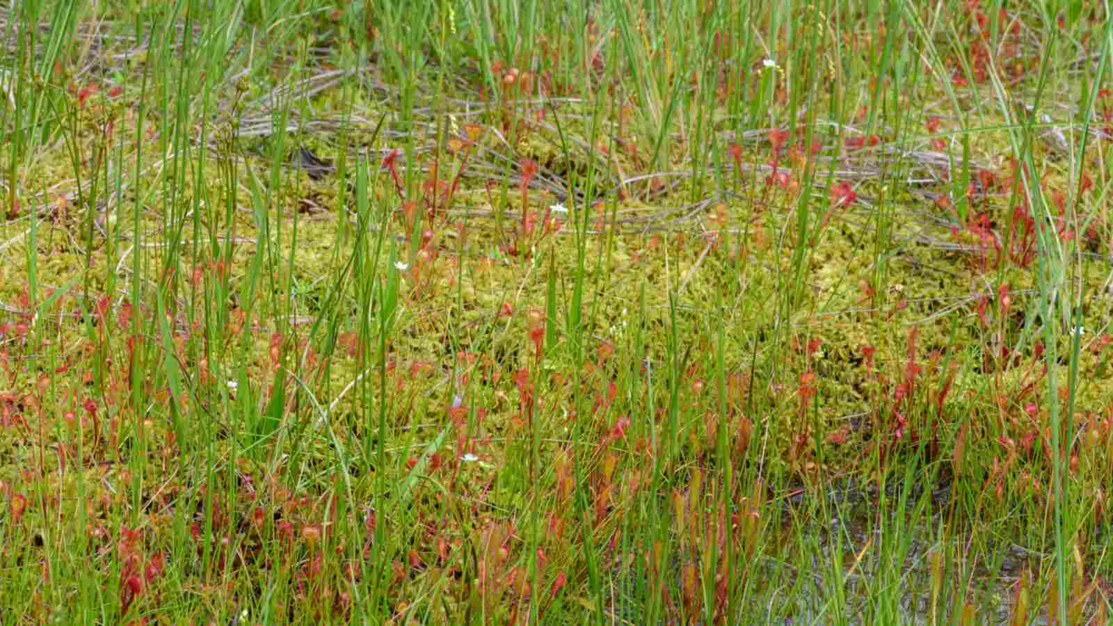 Sundew (Drosera) in a field