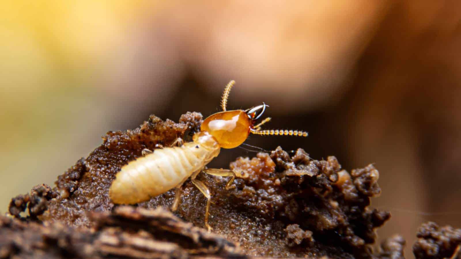 Focus shot of a termite on the ground